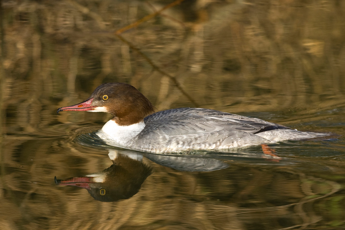 Gänsesäger