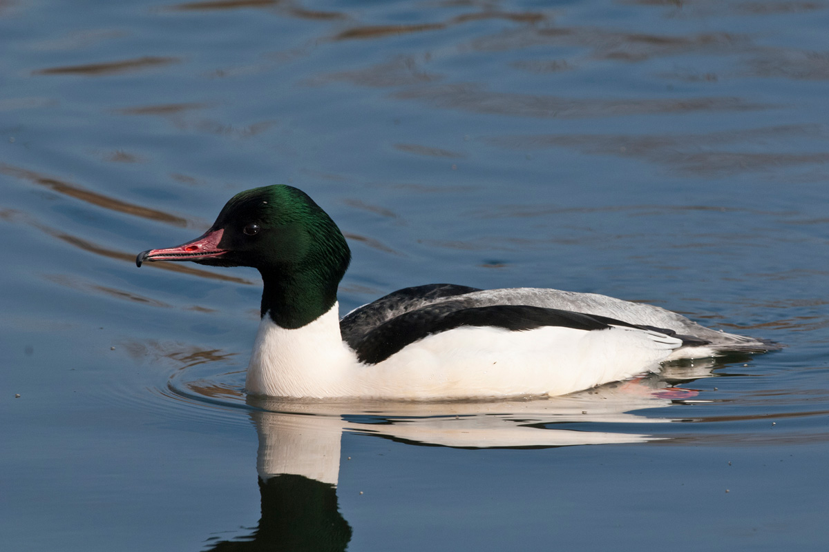 Goosander