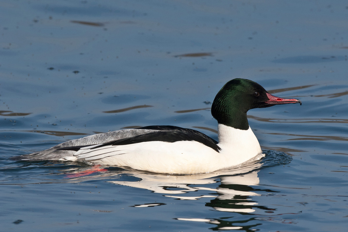 Goosander