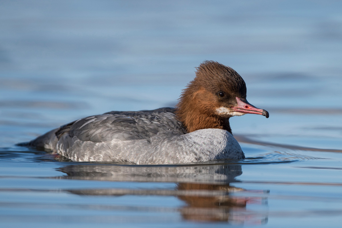 Common Merganser