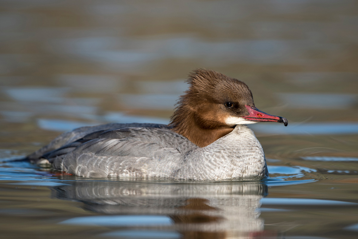 Common Merganser