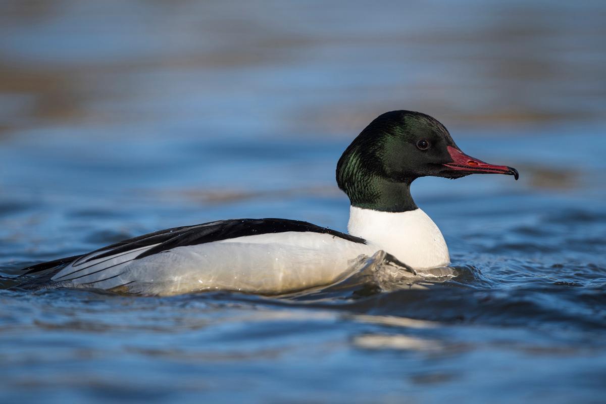 Common Merganser