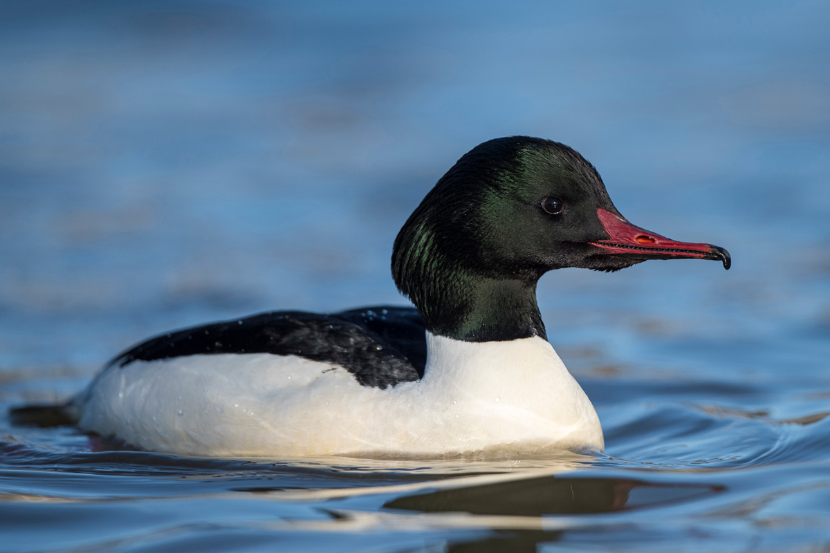 Common Merganser