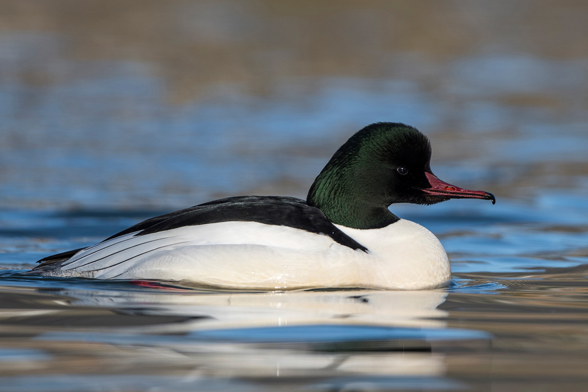 Common Merganser