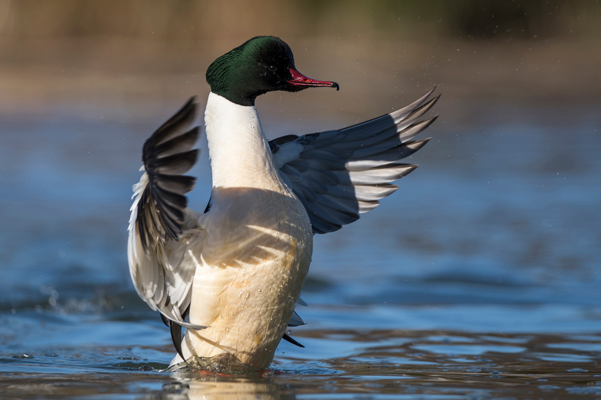 Common Merganser