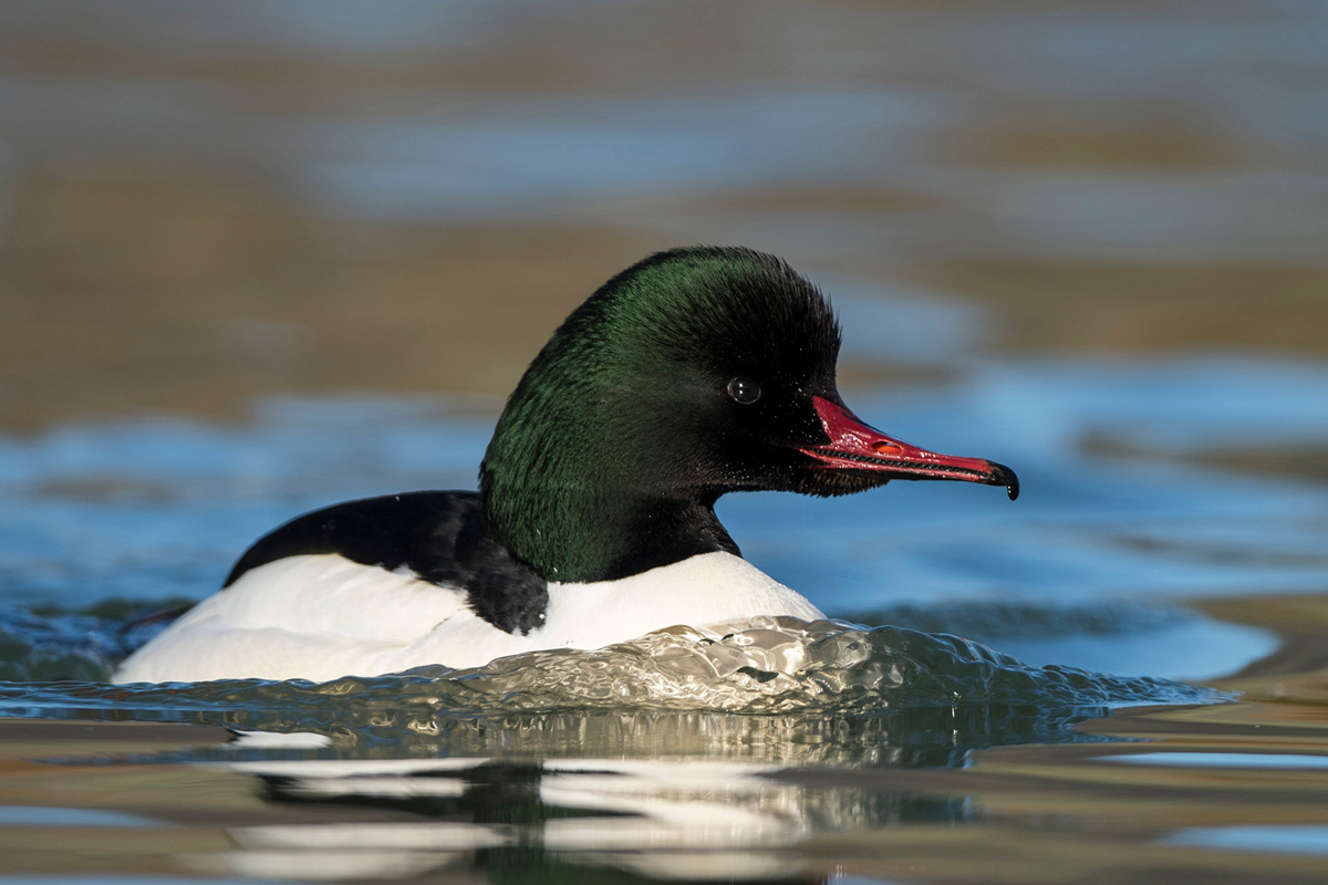 Common Merganser