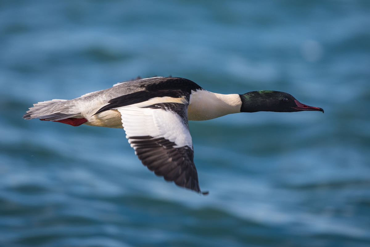 Common Merganser