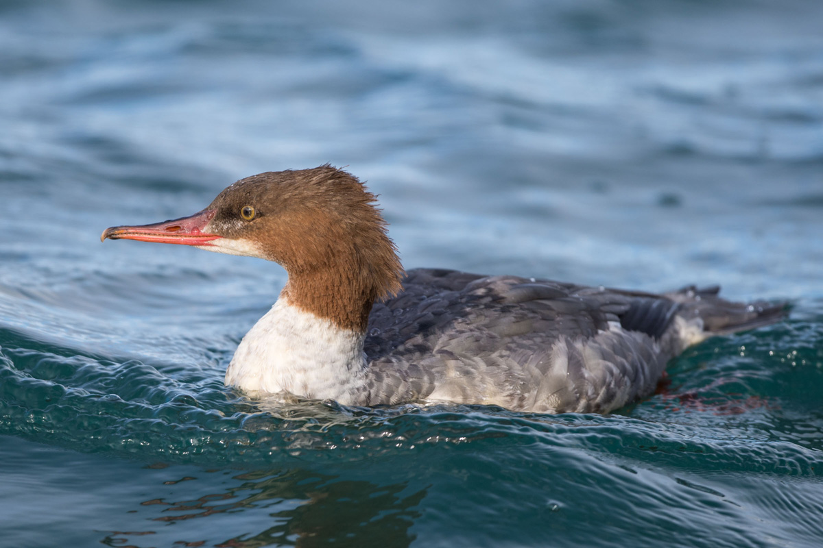 Common Merganser