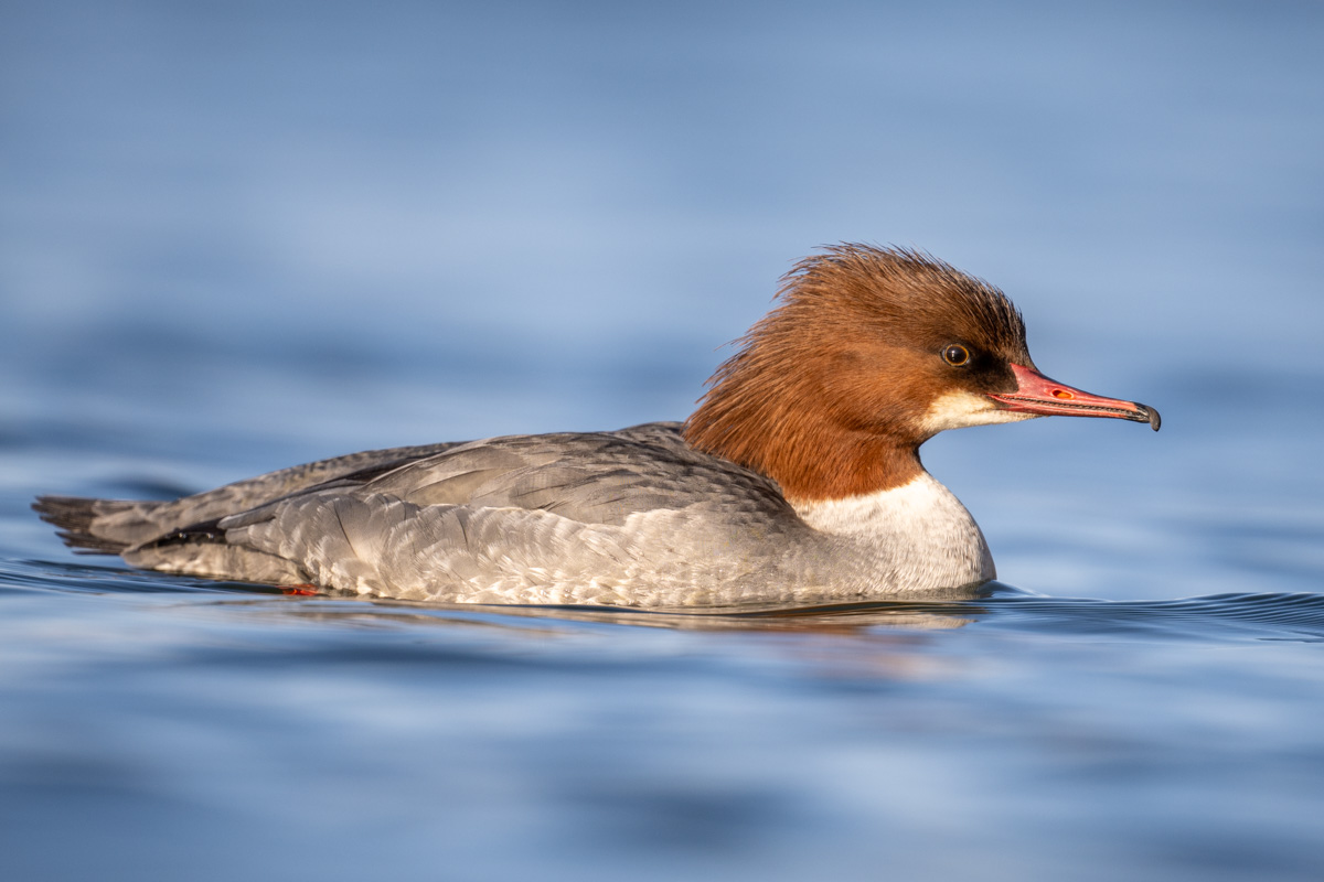 Common Merganser