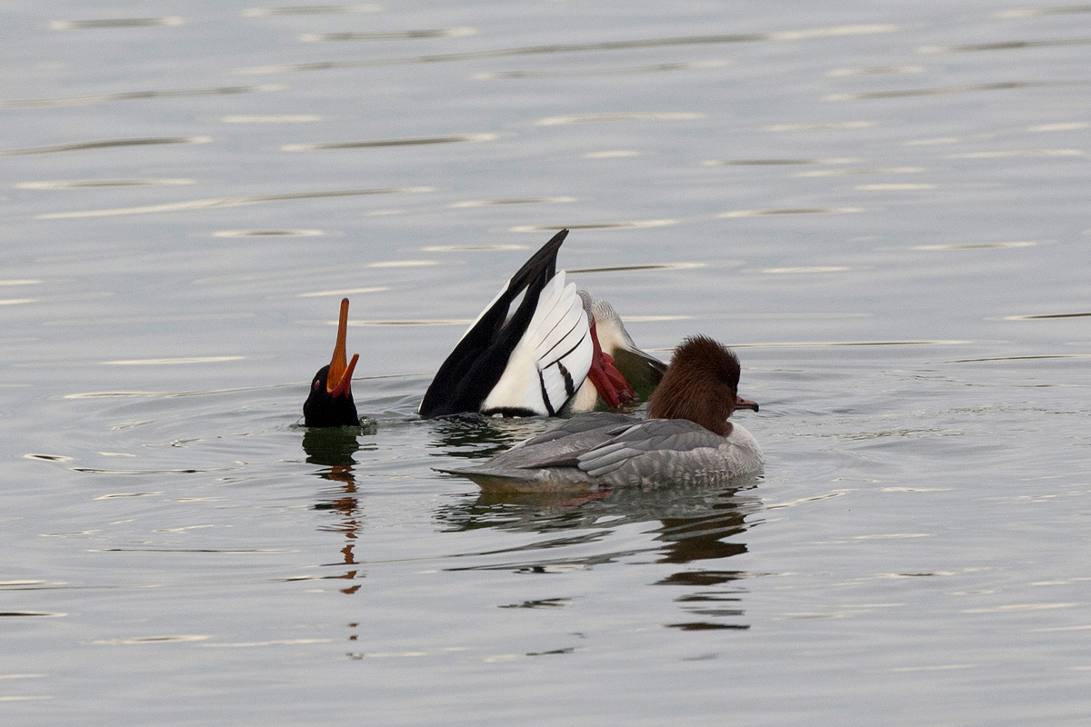 Red-breasted Merganser