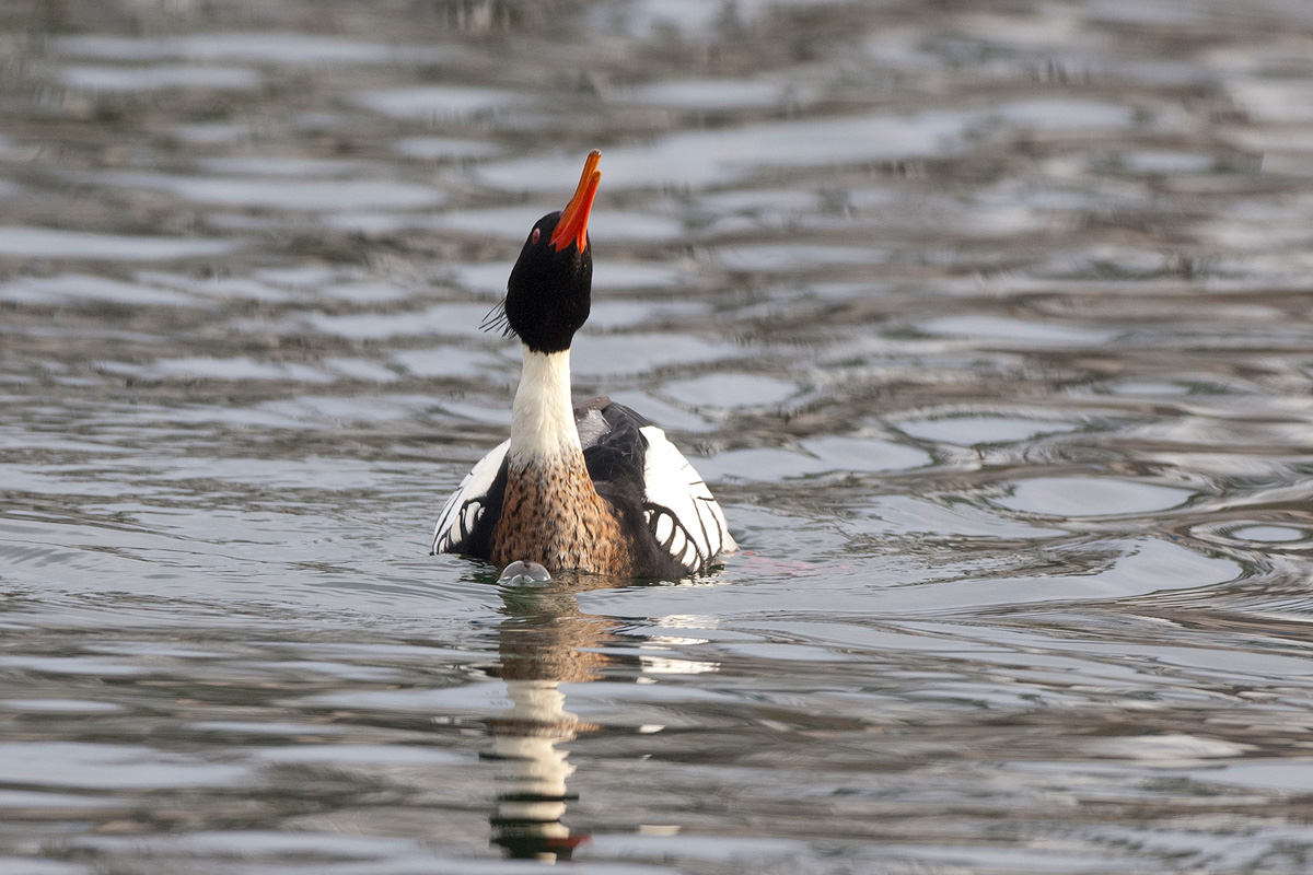 Red-breasted Merganser