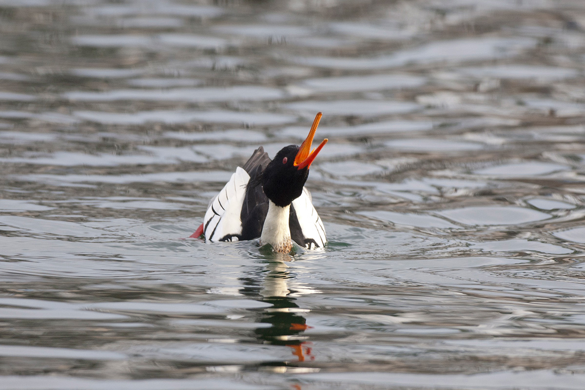 Red-breasted Merganser