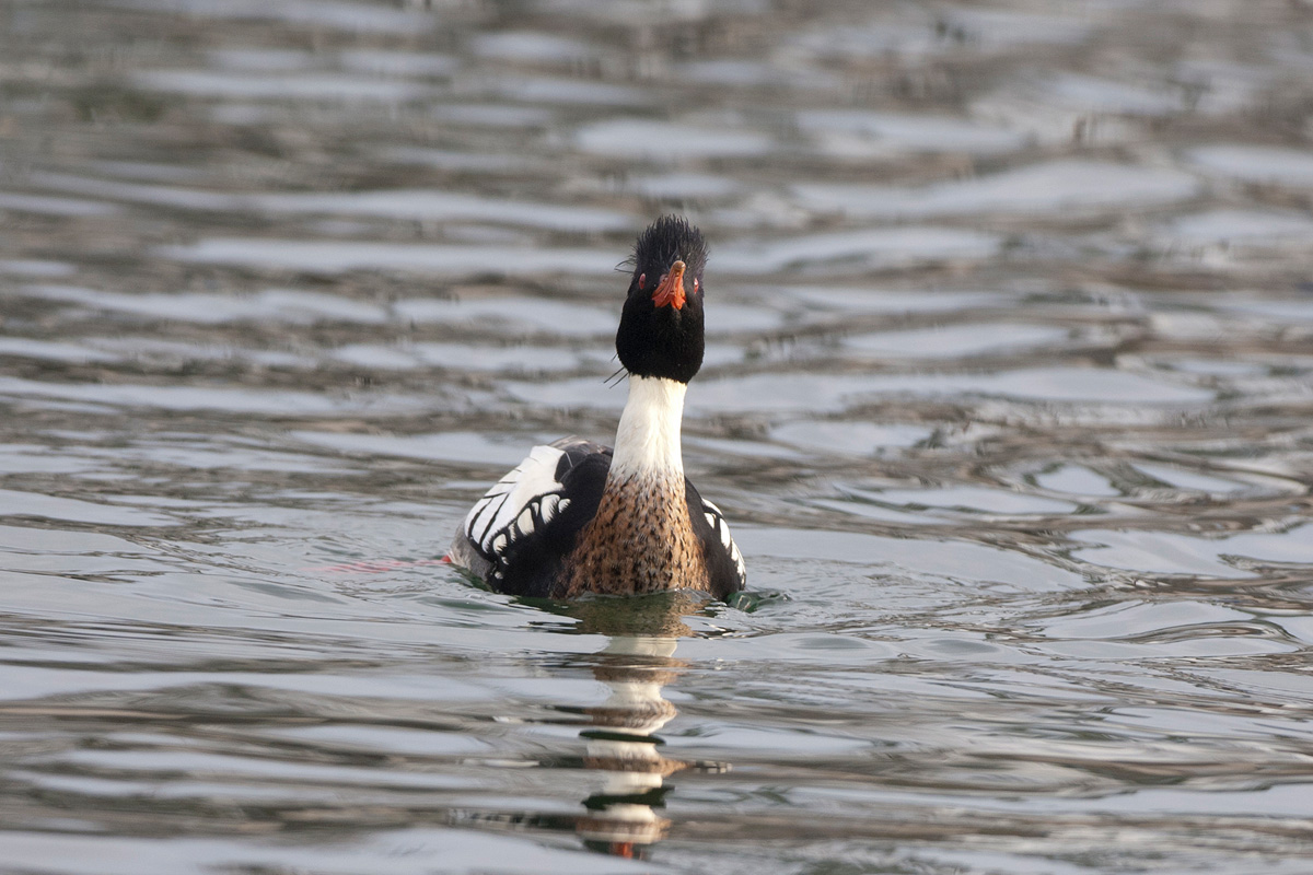 Red-breasted Merganser