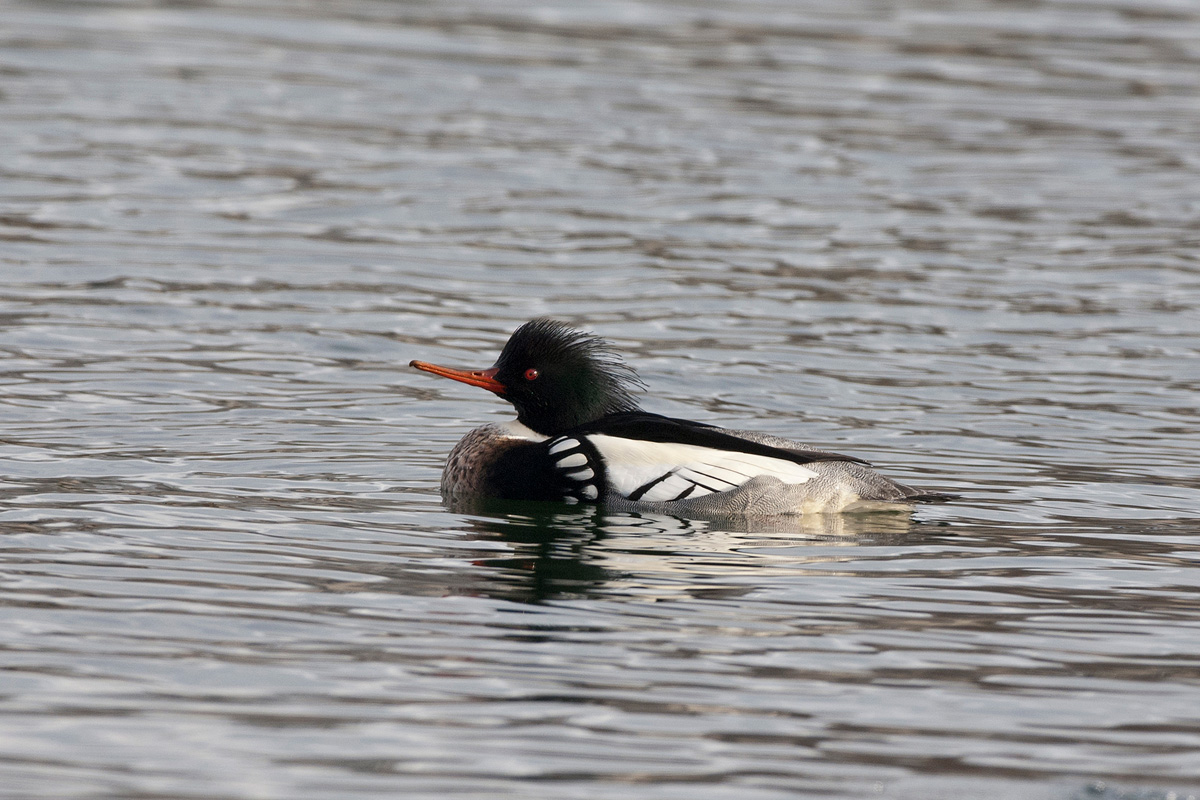 Red-breasted Merganser