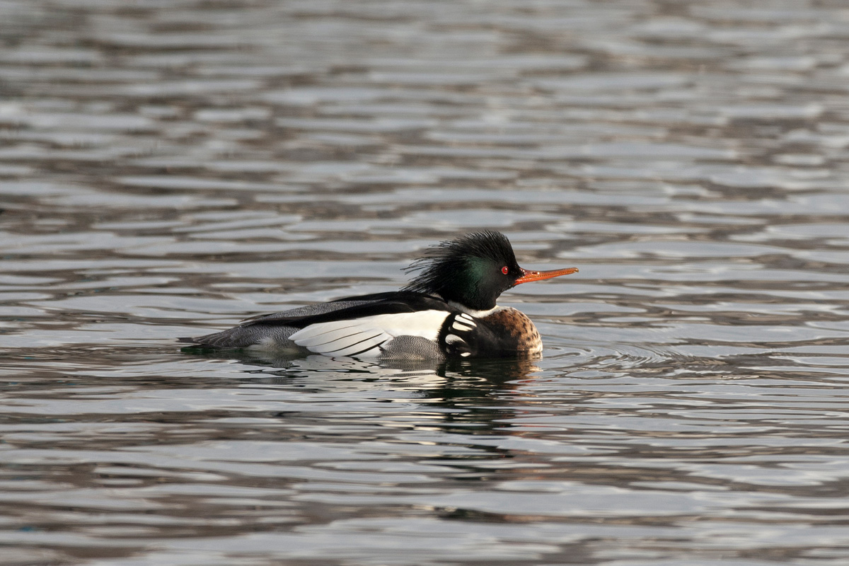 Red-breasted Merganser