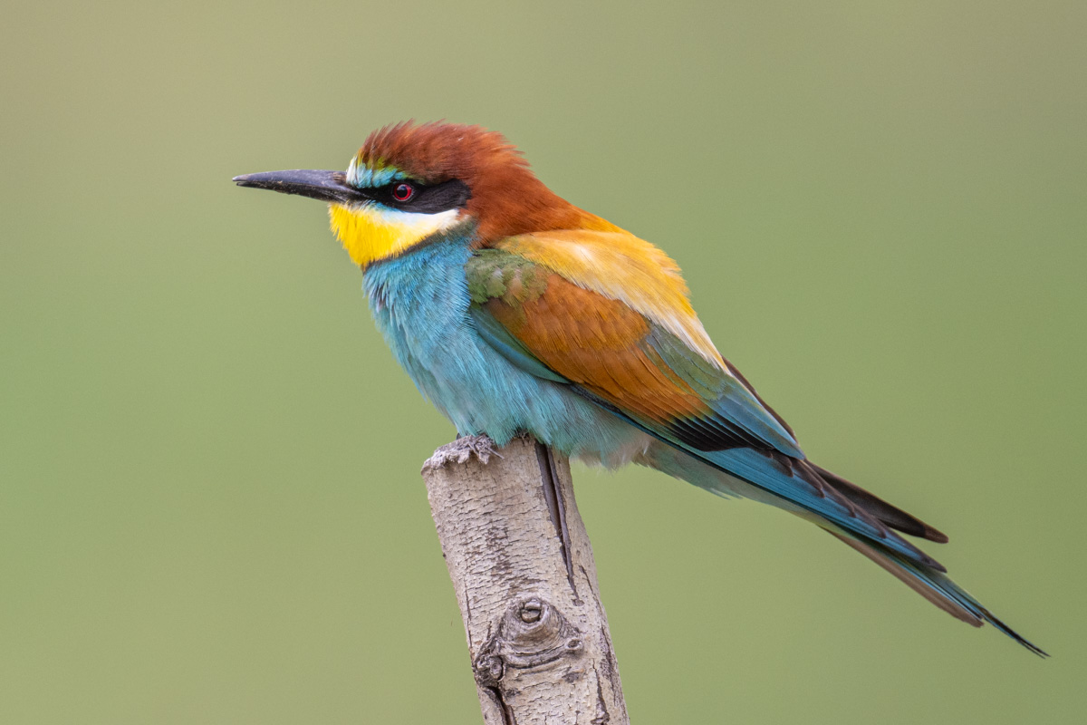 European Bee-eater