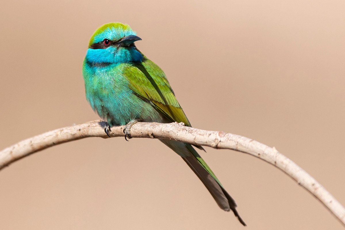 Arabian Green Bee-eater