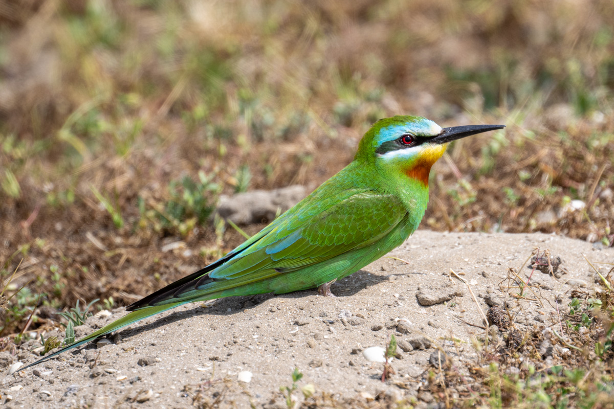 Blue-cheeked Bee-eater