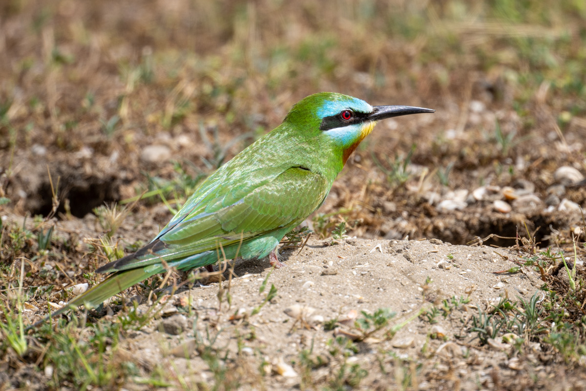 Blue-cheeked Bee-eater