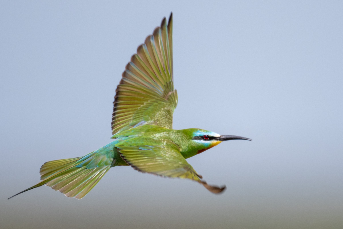 Blue-cheeked Bee-eater