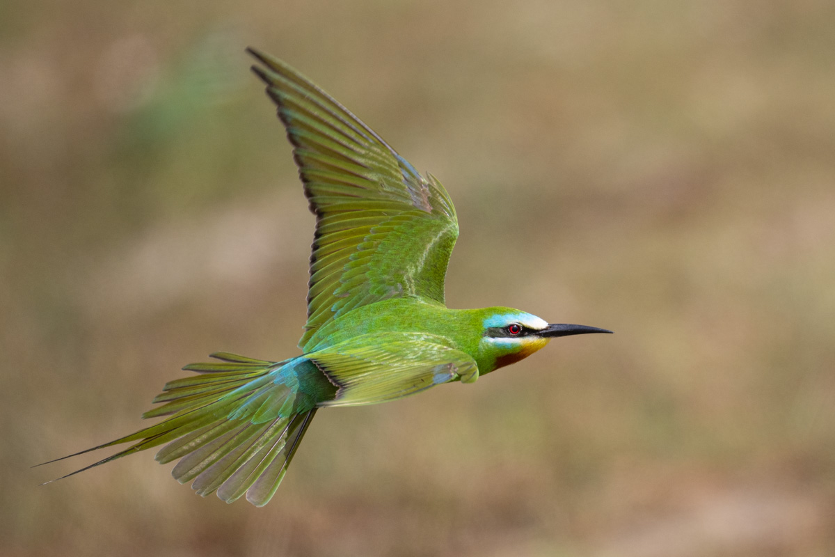 Blue-cheeked Bee-eater