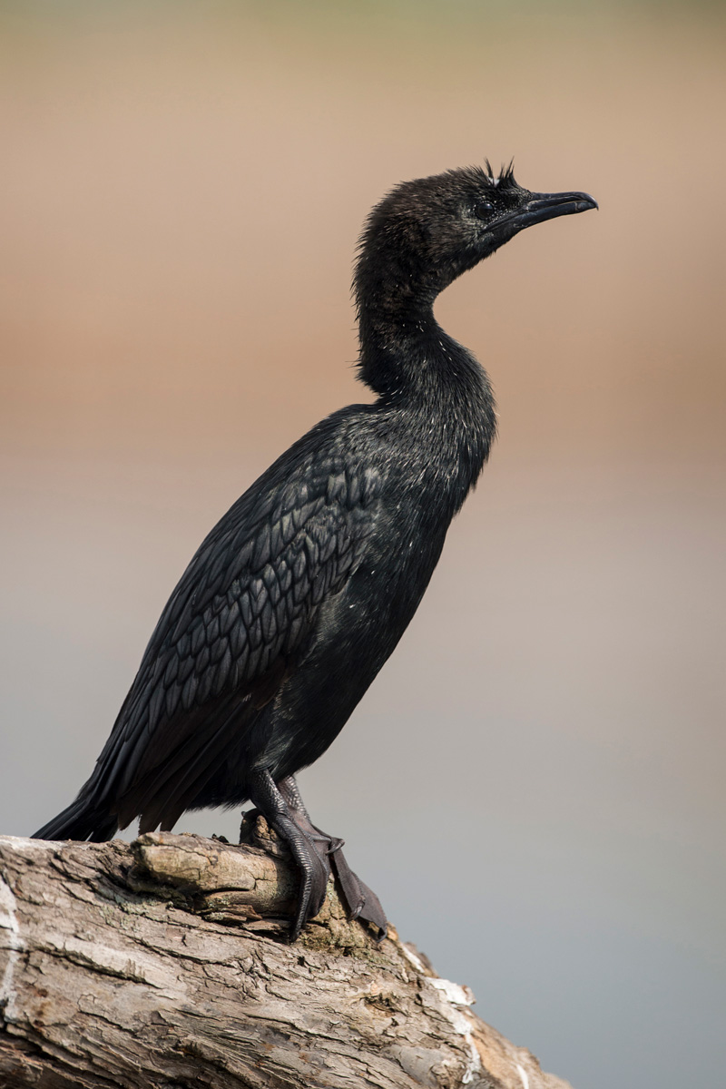 Pygmy Cormorant