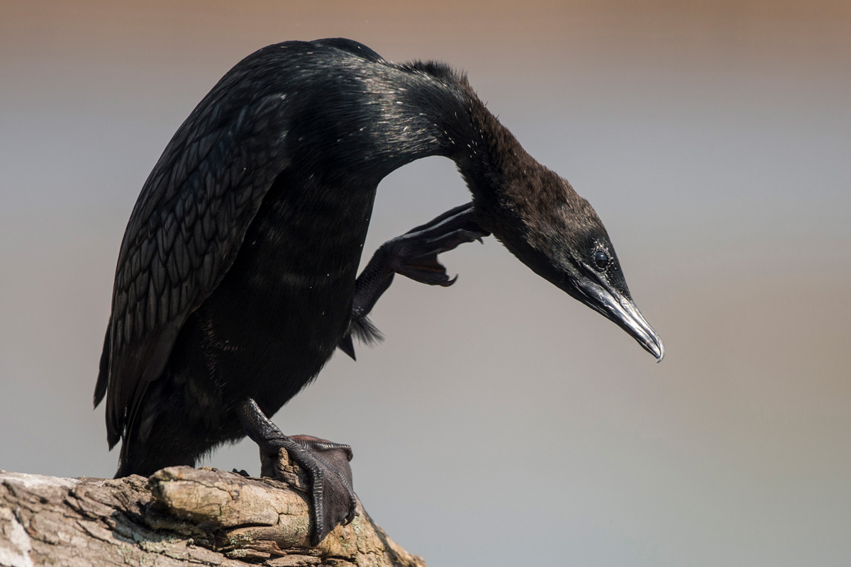 Pygmy Cormorant