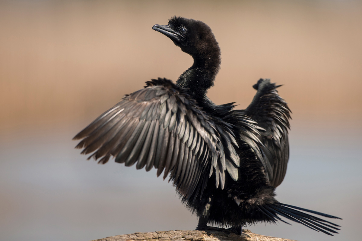 Pygmy Cormorant