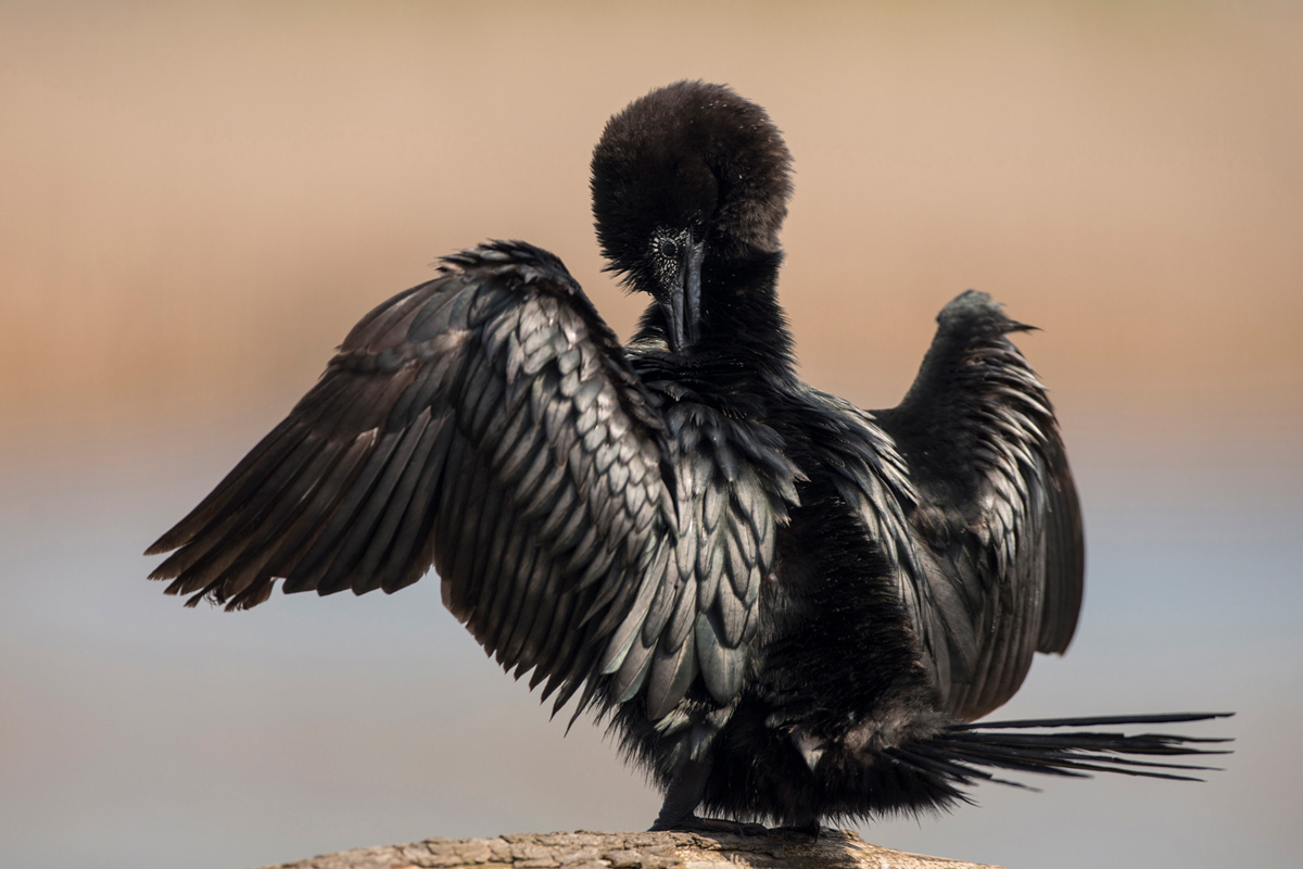 Pygmy Cormorant