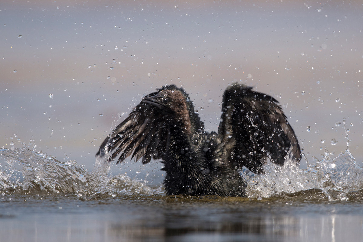 Pygmy Cormorant