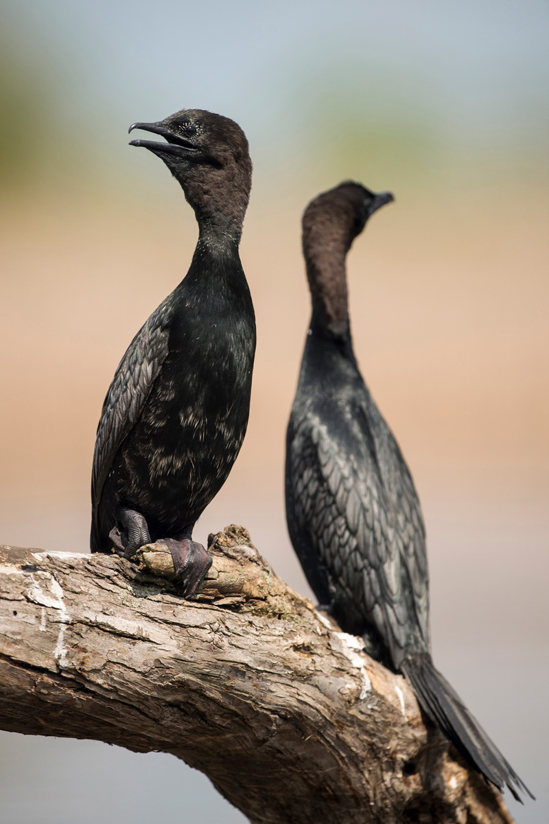 Pygmy Cormorant