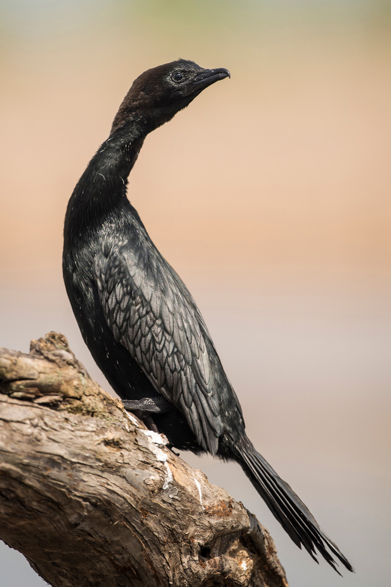 Pygmy Cormorant