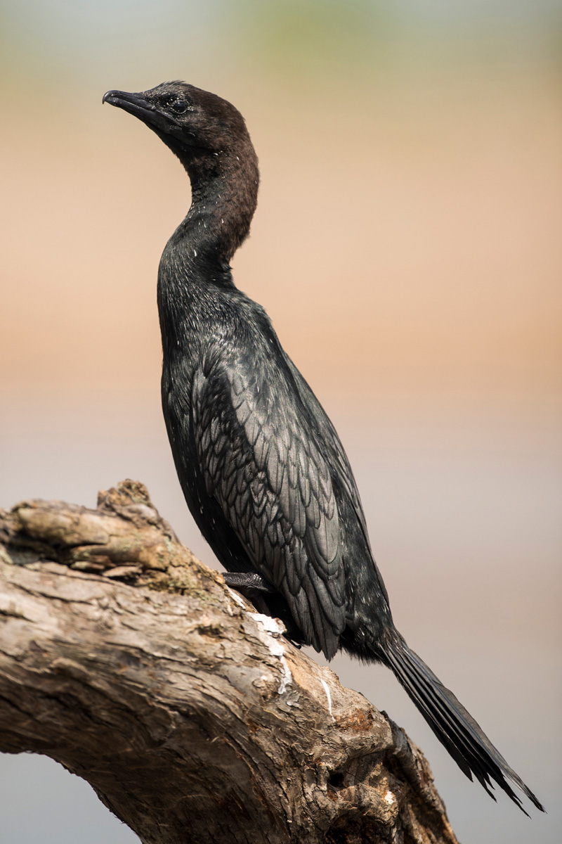 Pygmy Cormorant