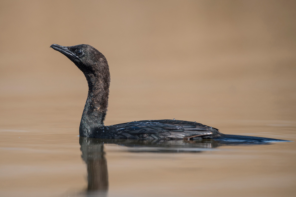 Pygmy Cormorant