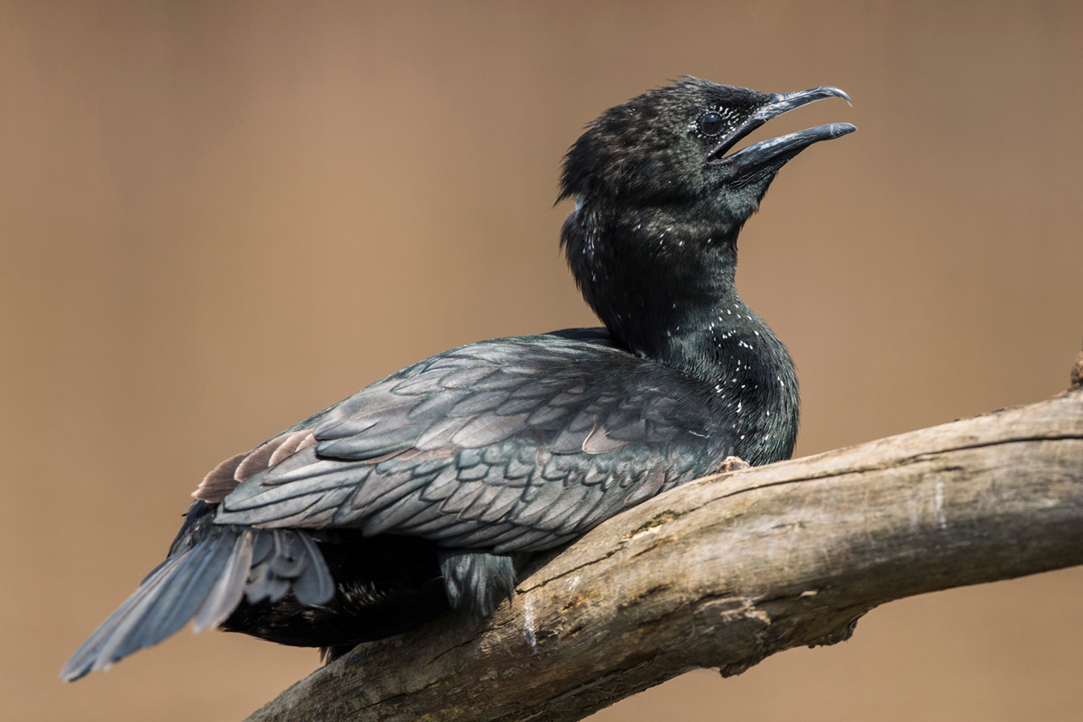 Pygmy Cormorant