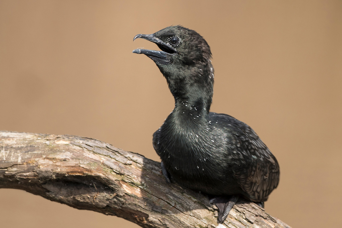 Pygmy Cormorant