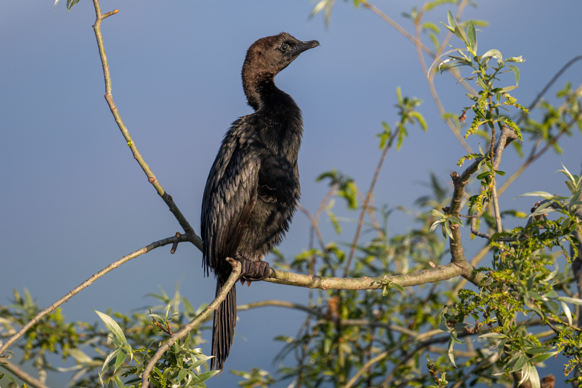 Pygmy Cormorant