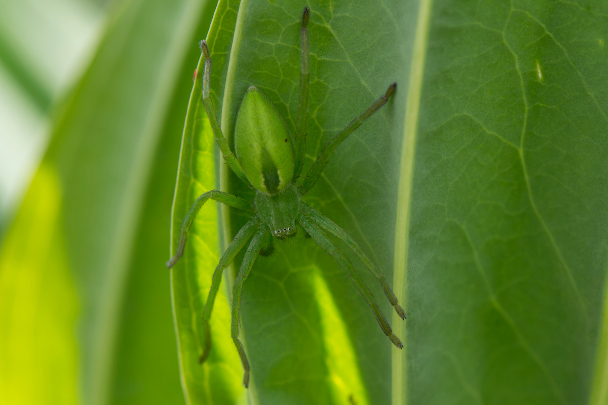 Green Huntsman Spider