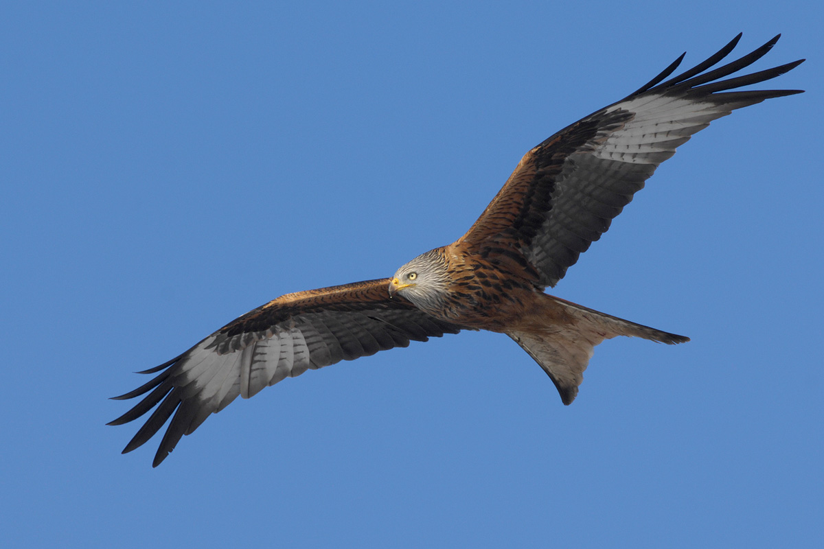 Red Kite