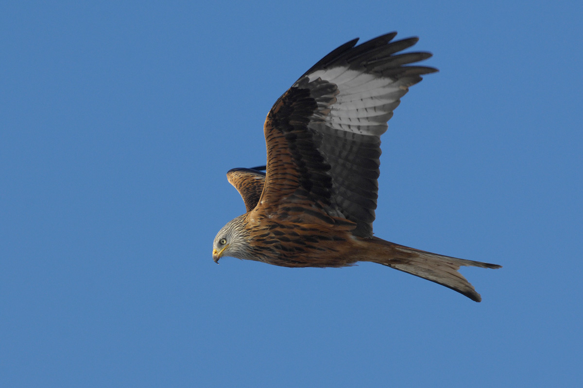 Red Kite