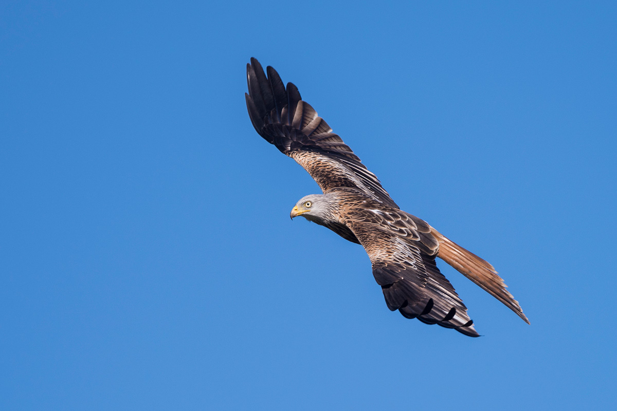 Red Kite