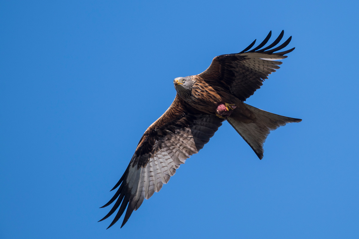 Red Kite