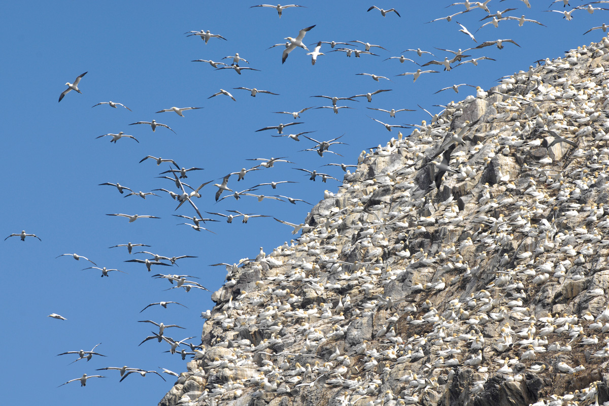 Northern Gannet