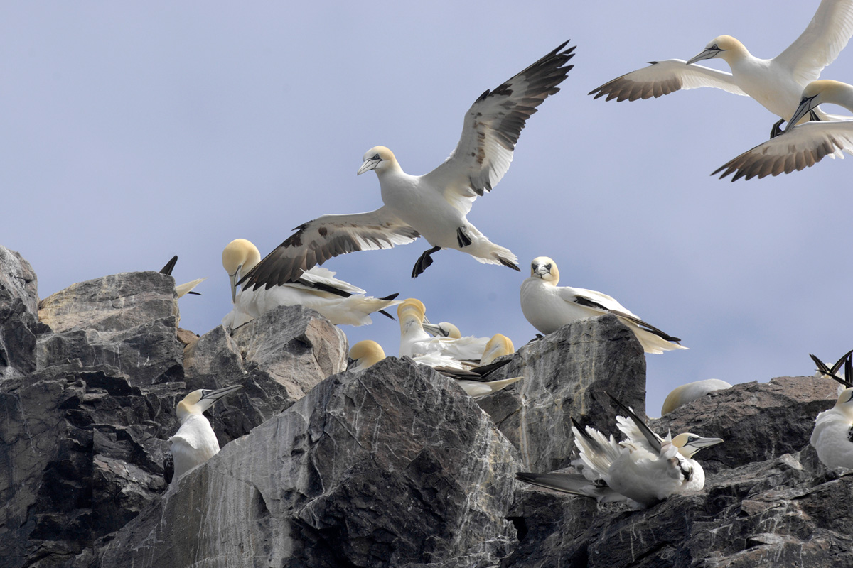 Northern Gannet