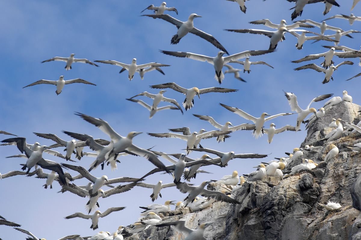 Northern Gannet