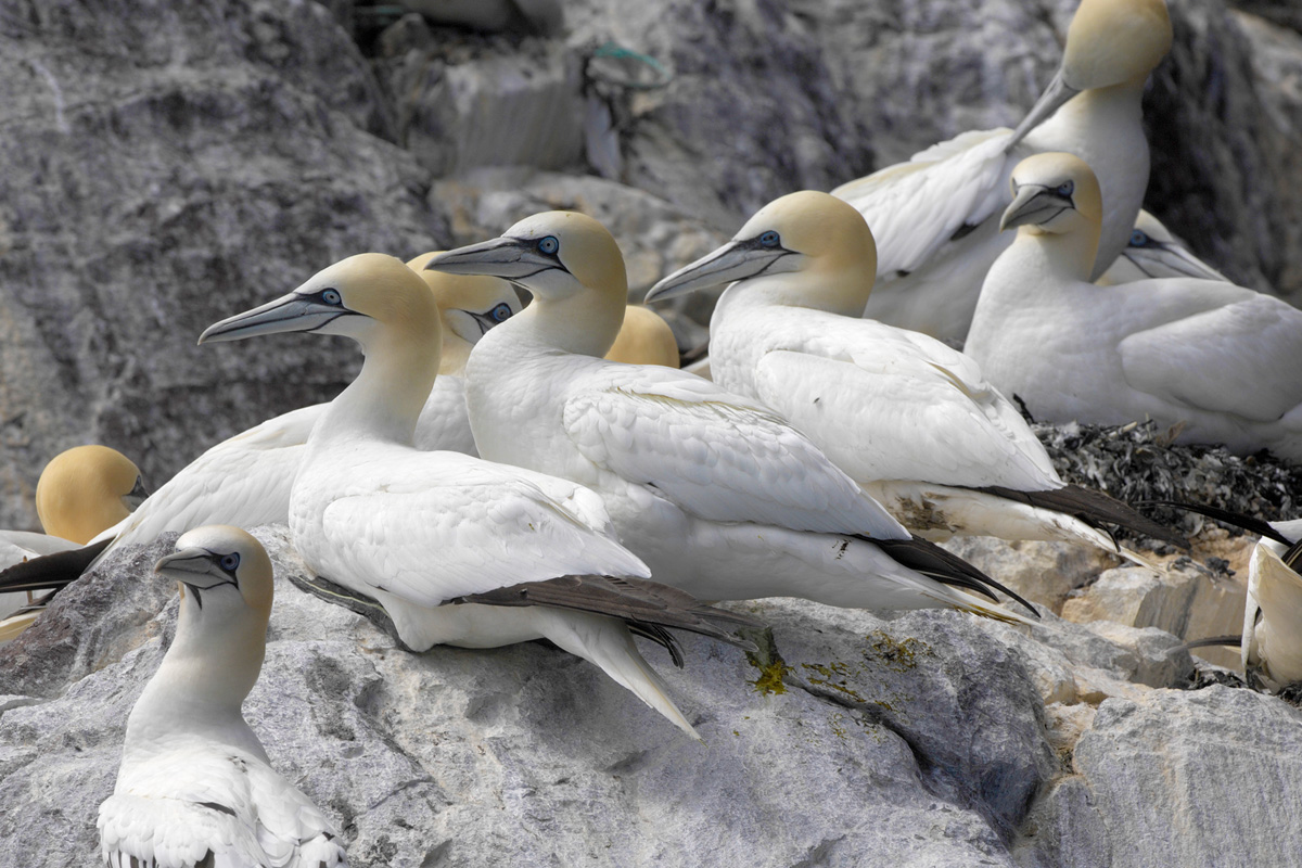 Northern Gannet