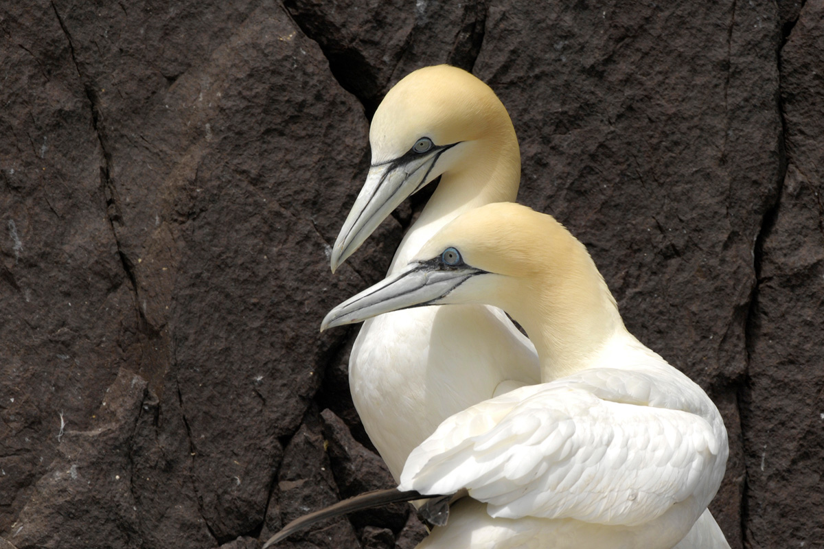 Northern Gannet