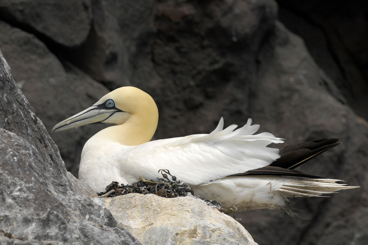 Northern Gannet