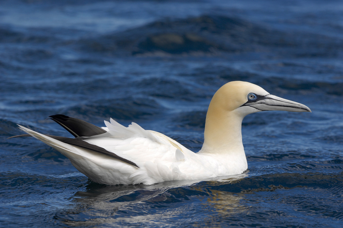 Northern Gannet