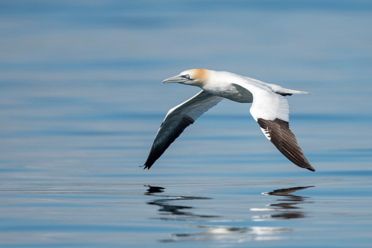 Northern Gannet